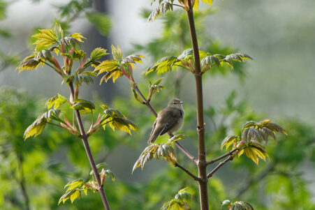 Thumbnail of Garden Warbler